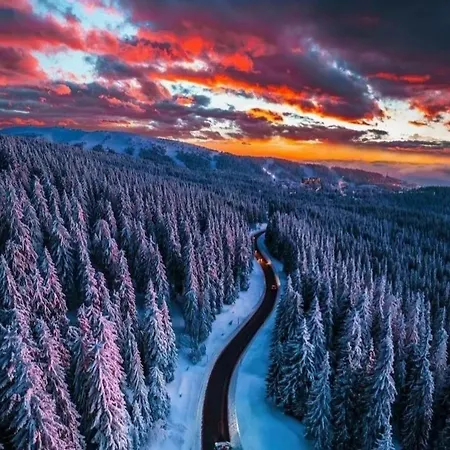 Queen Of Kop Milmari